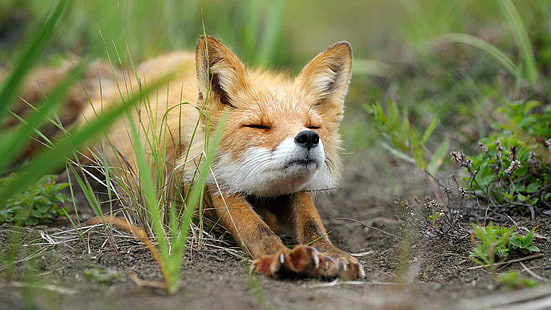 лисица, комплект лисица, кучешки животни, червена лисица, бозайник, HD тапет HD wallpaper