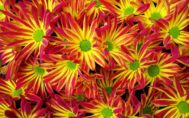 Schöne Blumen Rot und Gelb Chrysantheme My Favorite Flowers Garden Ultra HD 4k Auflösung Wallpaper 3840 × 2400, HD-Hintergrundbild