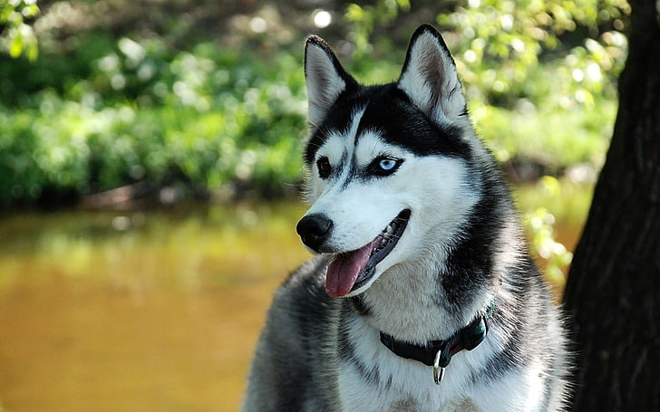black and white Siberian husky, dog, animals, HD wallpaper
