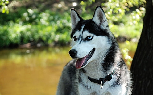 husky siberiano preto e branco, cachorro, animais, HD papel de parede HD wallpaper