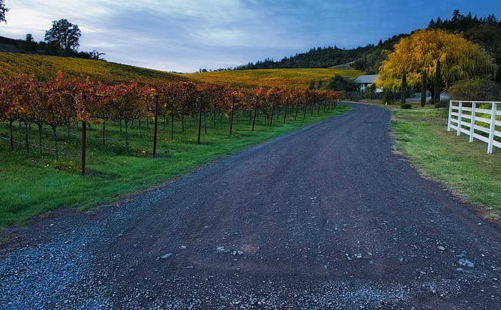 A Private Road, aspen trees, United States, California, Orange, Travel, Yellow, Grass, Sunset, River, Leaves, Valley, Road, Colors, Northern, Russian, Twilight, Clouds, Fall, County, Vine, Amber, Wine, drink, Grapes, woehler, sonoma, dyonisus, god of wine, sauvignon, pinot, syrah, chardonnay, ochre, alcohol, cabernet, HD wallpaper