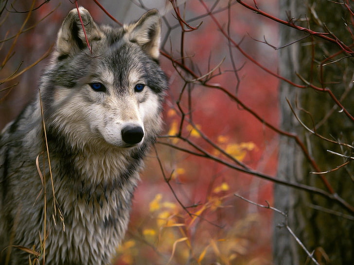 gray and white wolf, autumn, branches, wolf, HD wallpaper