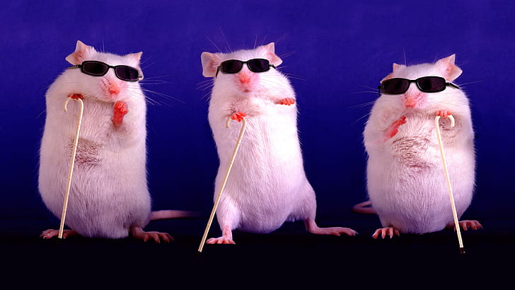 purple, pose, background, dark, mouse, glasses, three, rats, white, trio, rat, stand, symbol of the year, sunglasses, Trinity, blind, canes, the year of the rat, the year of the mouse, Two thousand twenty, HD wallpaper