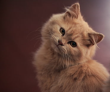 تصوير بؤري انتقائي لقط برتقالي متوسط ​​الفرو ، قطة منزلية ، حيوانات أليفة ، لطيف ، حيوان ، قطة ، حيوان صغير ، حيوانات أليفة ، ثديي ، مظهر ، فرو ، قطط ، قطة أصيلة ، صغير، خلفية HD HD wallpaper