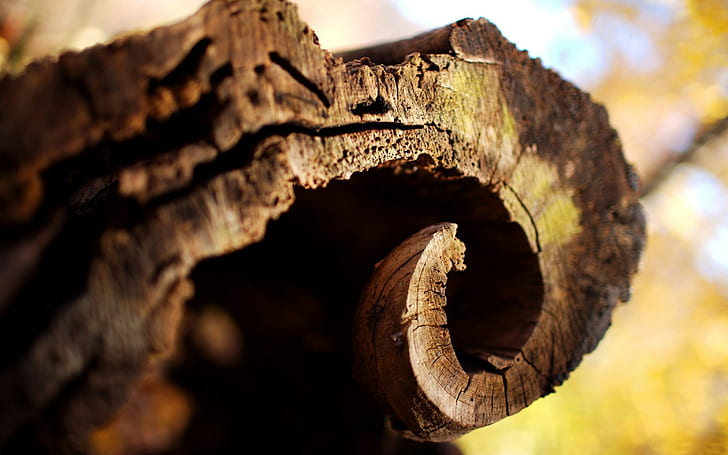 Wood Macro Curl HD, кафяв труп, природа, макро, дърво, къдряне, HD тапет