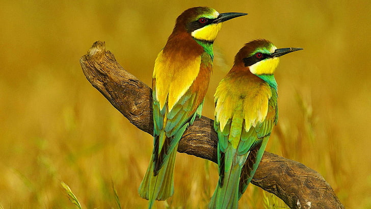 two green-and-yellow birds, nature, animals, birds, bee-eaters, HD wallpaper