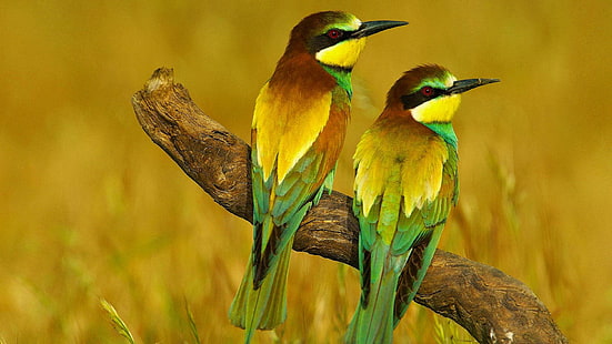 two green-and-yellow birds, nature, animals, birds, bee-eaters, HD wallpaper HD wallpaper