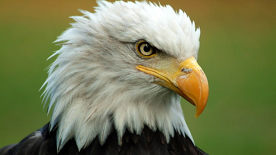 Cabeça de águia, águia americana preto e branco, bico, penas, cabeça, pássaro, águia americana, HD papel de parede HD wallpaper
