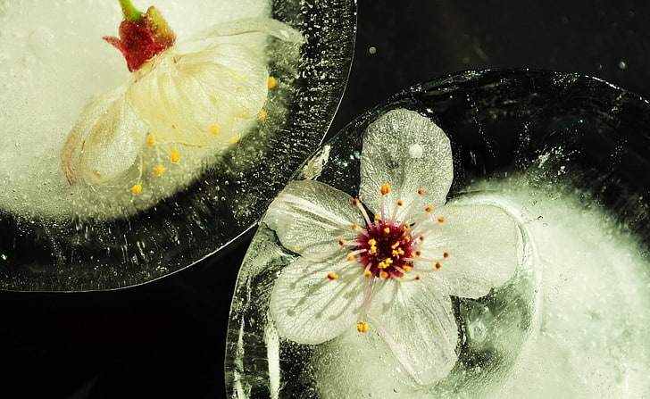 Flowers Trapped In Ice, white and red cherry blossom painting, Seasons, Spring, Flowers, Trapped, HD wallpaper
