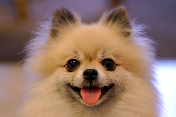 สุนัขสุนัขปอมเมอเรเนียน, วอลล์เปเปอร์ HD