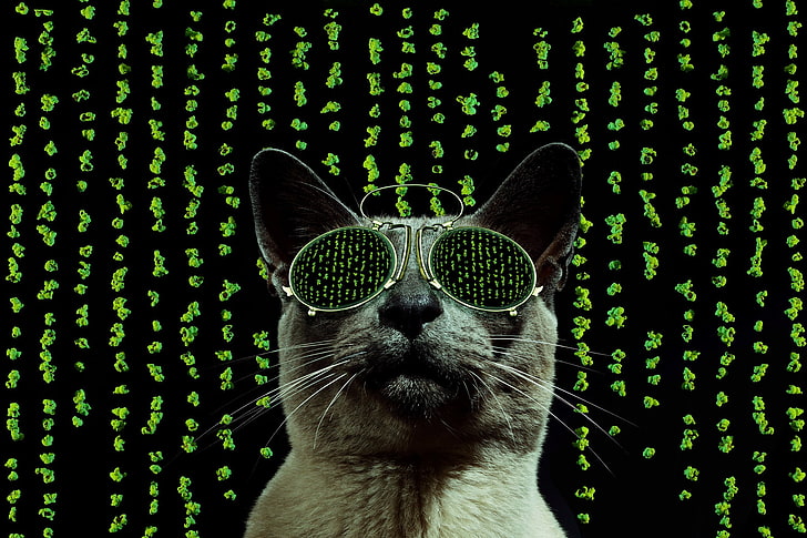 cat, style, glasses, matrix, HD wallpaper