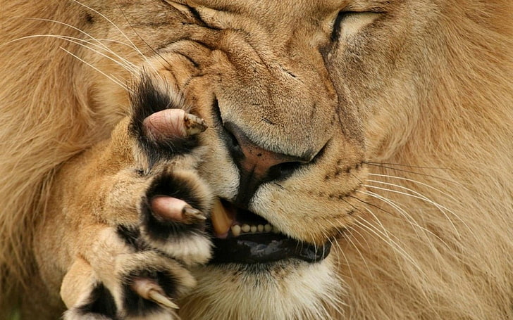 Foto de león, cara, pata, Leo, lana, boca, garras, mueca, colmillo, Fondo de pantalla HD