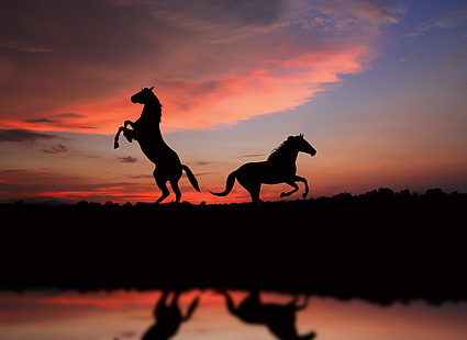 dom, zachód słońca, koń, widok, konie, obraz, wspaniały, sylwetka, Tapety HD HD wallpaper