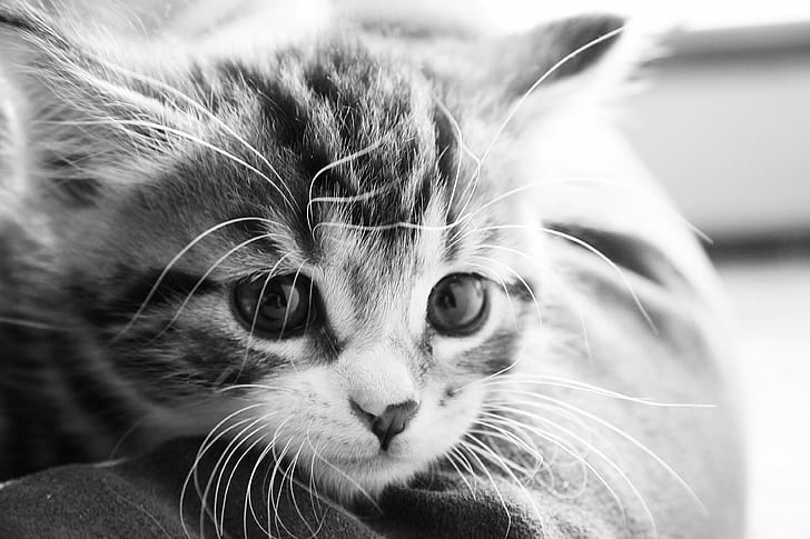 grayscale photo of kitten, grayscale, kitten, NATURES, BEST, PHOTO, ONLY  LOVE, domestic Cat, pets, animal, cute, feline, mammal, domestic Animals, fur, HD wallpaper