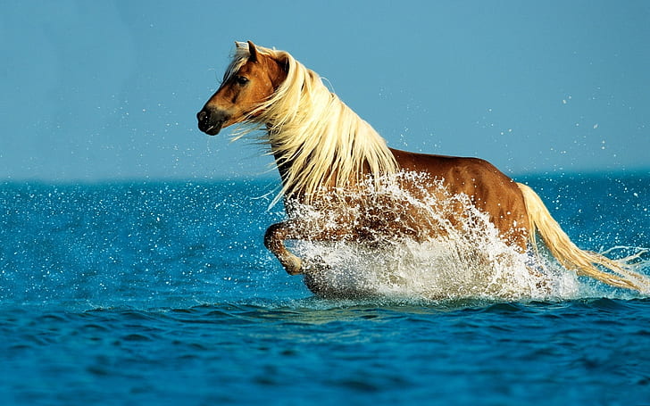 Koń bieżąca woda, brązowy koń, koń, bieganie, woda, Tapety HD