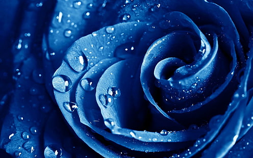 Tetes Air Makro Mawar Biru Bunga Mawar Iphone, tetes, biru, bunga, iphone, makro, mawar, mawar, air, Wallpaper HD HD wallpaper
