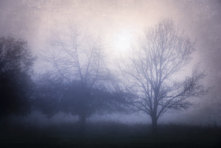 nebbia, foresta, Sfondo HD