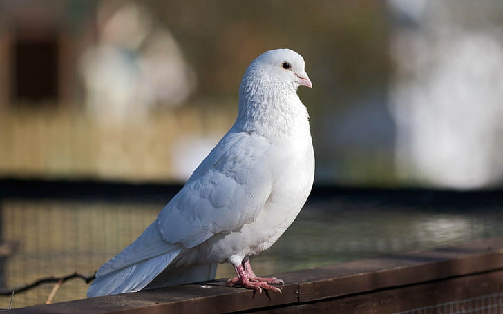 Pigeon Bird HD, vit duva, djur, fågel, duva, HD tapet