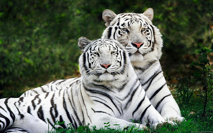 macan tutul, singa, harimau, harimau putih, Wallpaper HD