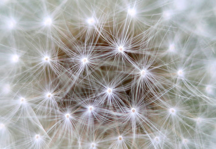white petaled flowers, Neurons, white, flowers, Dandelion, brain, connection, fluffy, background, seeds, abstract, backgrounds, HD wallpaper