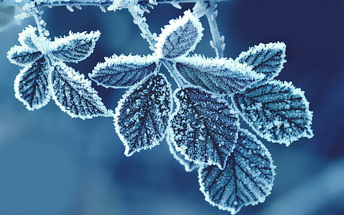 Leaf Frozen Картини с висока разделителна способност, сиво листо със снежинки, листа, замразени, високи, листа, картинки, резолюция, HD тапет HD wallpaper