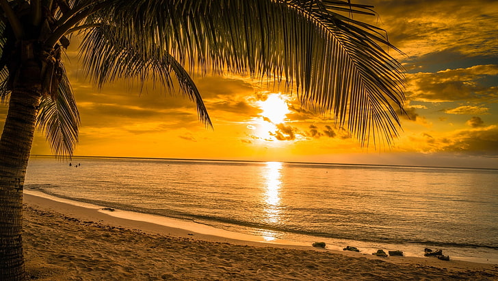 palmblad, palmträd, palm, solnedgång, strand, sommarsolnedgång, sandstrand, marinmålning, hav, HD tapet
