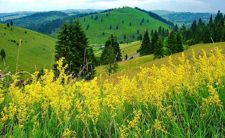 Slope of yellow flowers, mountain, delicate, lovely, hills, yellow, nice, nature, grass, greenery, green, beautiful, trees, slope, pretty, HD wallpaper