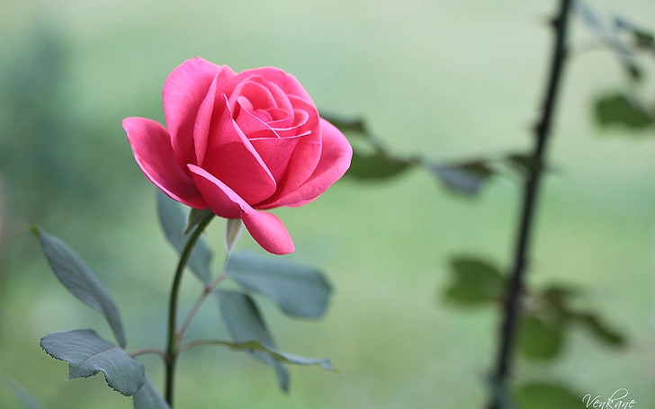розова роза, роза, венчелистчета, пъпка, цвете, HD тапет