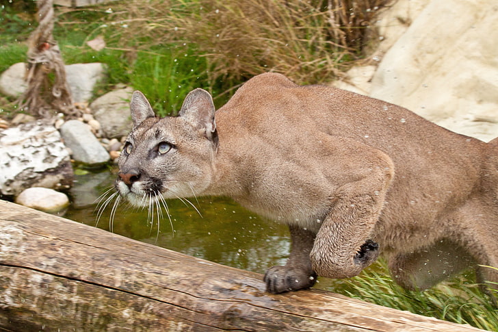 adult brown cougar, cougar, fear, attention, water, grass, HD wallpaper
