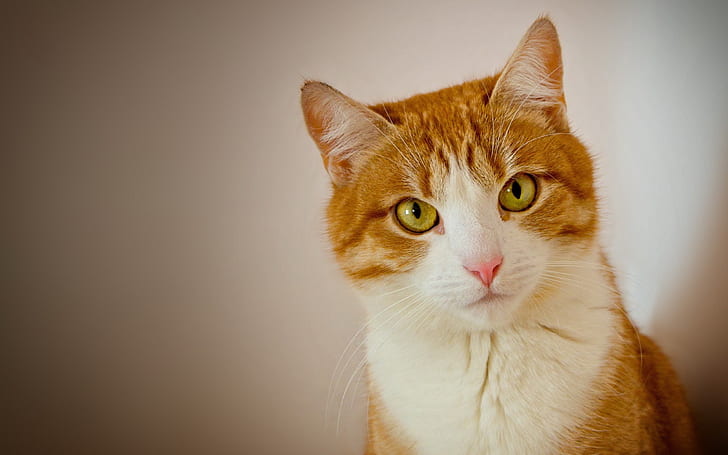 cat, muzzle, eyes, HD wallpaper