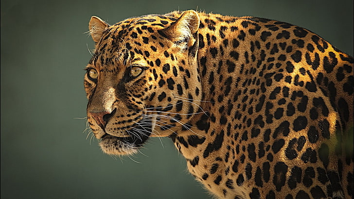 foto de foco seletivo de leopardo, natureza, animais, grandes felinos, leopardo (animal), leopardo, HD papel de parede