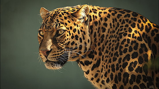 leopar, doğa, hayvanlar, büyük kediler, leopar (hayvan), leopar seçici odak fotoğraf, HD masaüstü duvar kağıdı HD wallpaper