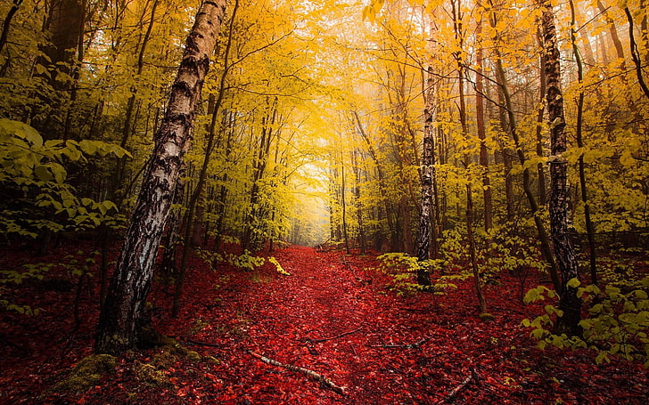 zielone drzewa, fotografia krajobrazu lasu, natura, krajobraz, jesień, czerwony, liście, ścieżka, żółty, drzewa, mgła, las, brzoza, Tapety HD
