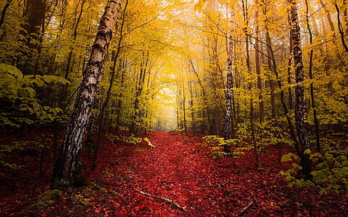 зеленые деревья, пейзажная фотография леса, природа, пейзаж, осень, красный, листья, тропинка, жёлтый, деревья, туман, лес, береза, HD обои HD wallpaper