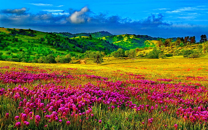 ทุ่งหญ้าด้วยดอกไม้สีม่วงเนินเขาที่มีต้นไม้และหญ้าสีเขียวท้องฟ้าเมฆวอลเปเปอร์เดสก์ท็อปความละเอียด HD 1920 × 1200, วอลล์เปเปอร์ HD