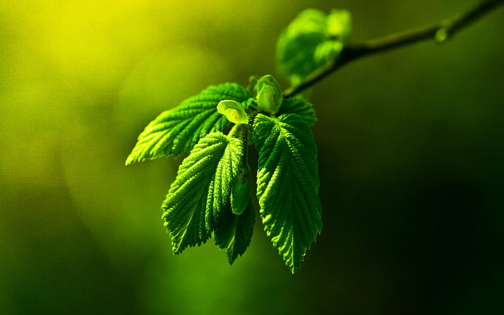 녹색 잎 잎 매크로 HD, 자연, 매크로, 녹색, 잎, 잎, HD 배경 화면