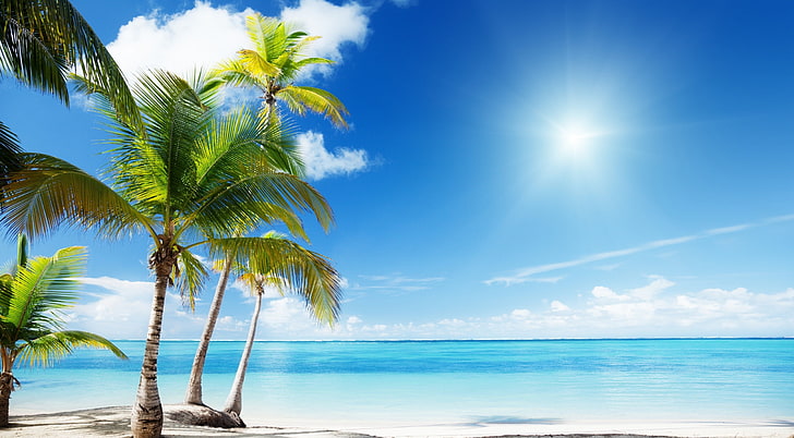Tropical Beach Paradise, gröna kokospalmer, säsonger, sommar, strand, natur, vacker, solig, träd, tropisk, sommartid, semester, HD tapet