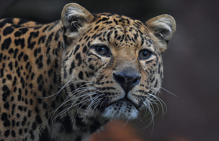 Katze, Jaguar, Schönheit, wild, HD-Hintergrundbild