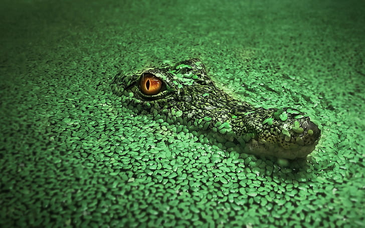 Krokodile, Tiere, Grün, wild lebende Tiere, HD-Hintergrundbild