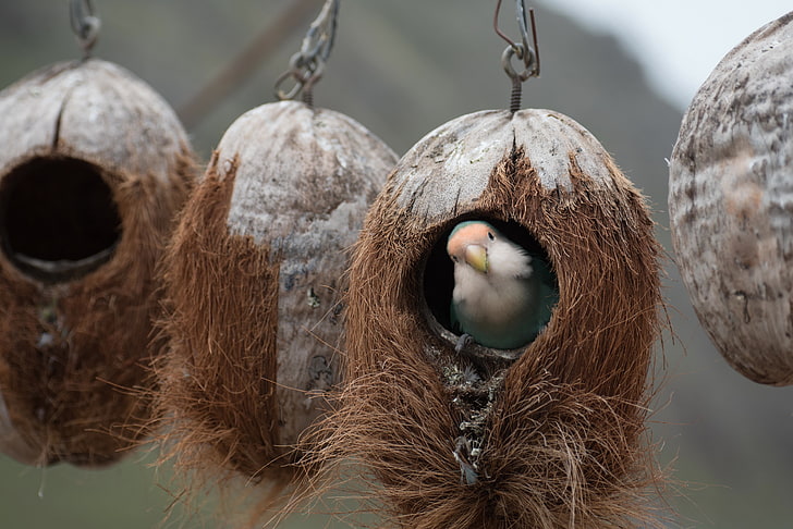 white beaked bird and three brown coconut birdhouses, bird, parrot, nest, HD wallpaper
