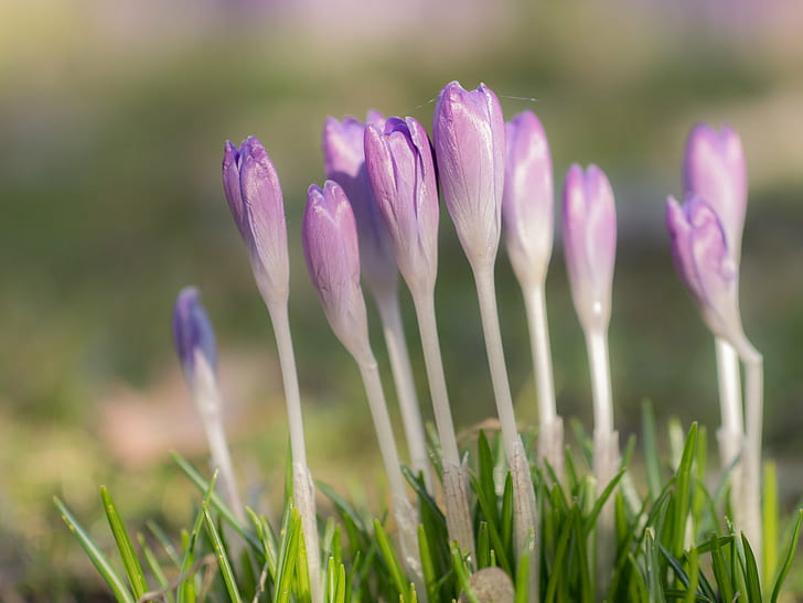 фиолетово-белые цветы в фотографии с тилт-сдвигом объектива, Tight, группа, пурпурный, белый, тент-сдвиг объектива, фотография, Blumen, городской парк, весна, цветок, крокус, крокус, крокус, Panasonic Lumix G3, Sigma, 60 мм, F2.8, DN, природа, растение, весна, крупный план, красота На природе, время года, зеленый цвет, свежесть, HD обои