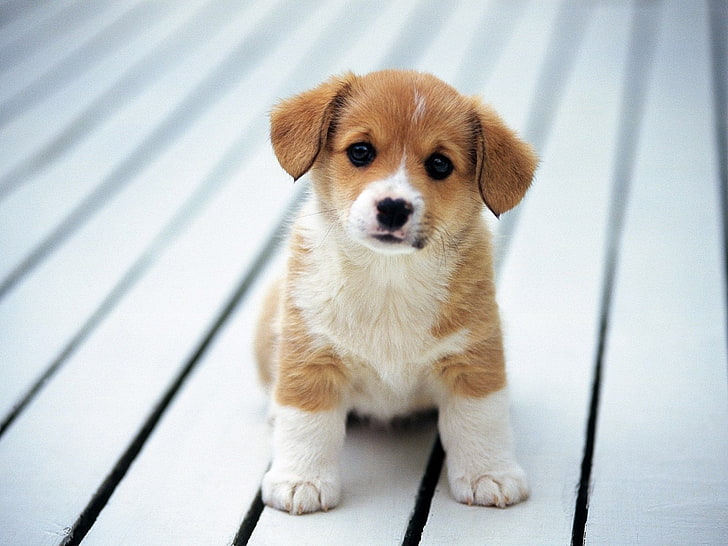 tan dan putih Welsh corgi puppy, Anjing, Anjing, Hewan, Bayi Hewan, Anak Anjing, Wallpaper HD