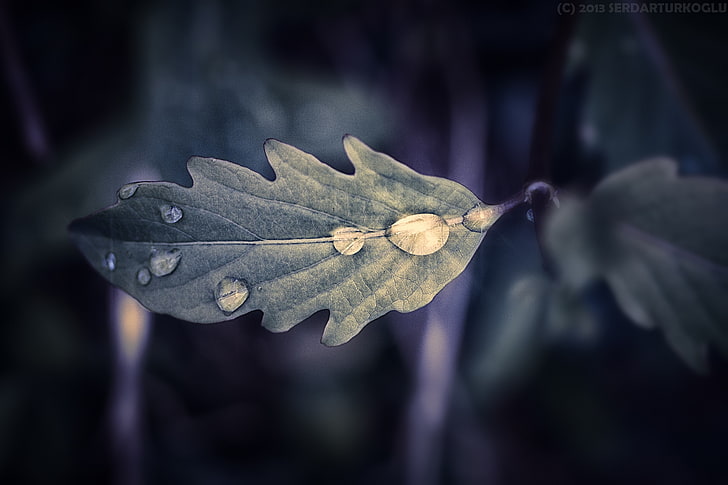 green leaf, leaf, drops, macro, HD wallpaper