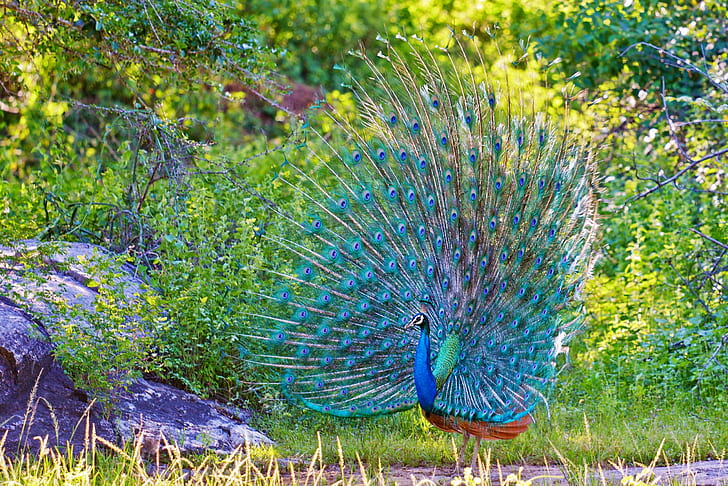 bird, feathers, peacock, tail, HD wallpaper