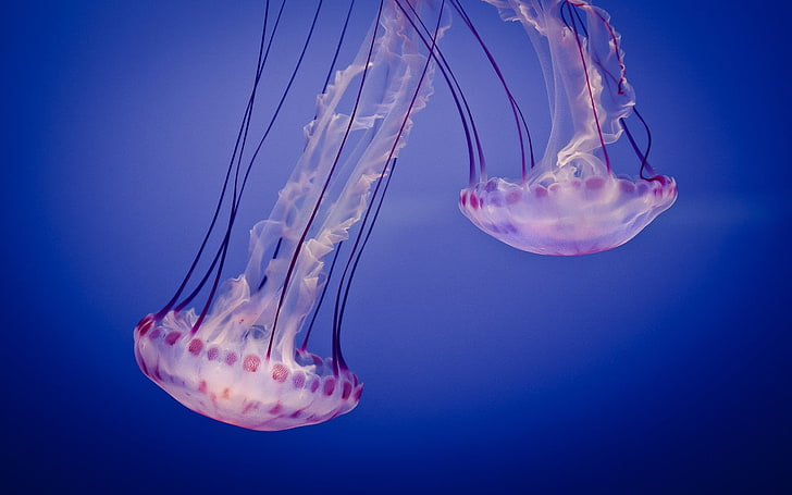 Медузы, животные, подводные, медузы, HD обои