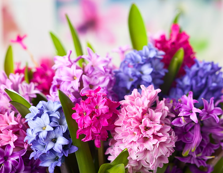 pink and purple petaled cluster flowers, flowers, hyacinths, HD wallpaper