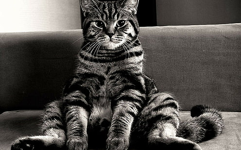 Kucing, Kucing, Wajah, Duduk, Gemuk, Wallpaper HD HD wallpaper