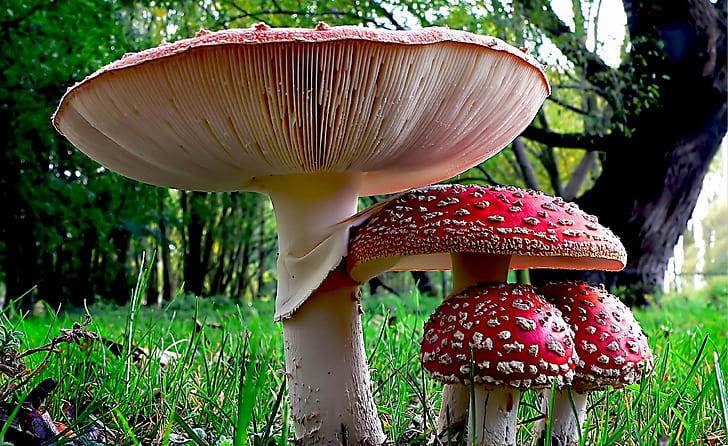 red mushrooms during daytime, Fly Agaric, red, daytime, Mushroom, Fungi, nature, Lumix FZ200, Public Domain, Dedication, CC0, Geo-Tagged, flickr, lover, photos, fungus, toadstool, autumn, forest, poisonous, fly Agaric Mushroom, toxic Substance, amanita Parcivolvata, HD wallpaper