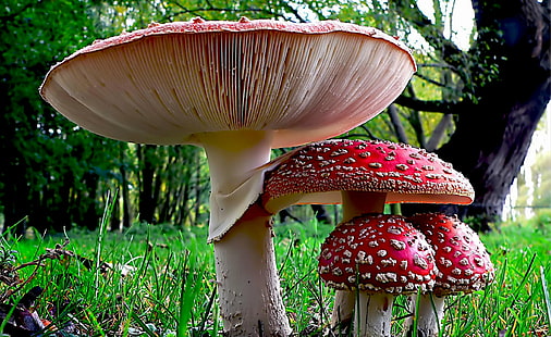 red mushrooms during daytime, Fly Agaric, red, daytime, Mushroom, Fungi, nature, Lumix FZ200, Public Domain, Dedication, CC0, Geo-Tagged, flickr, lover, photos, fungus, toadstool, autumn, forest, poisonous, fly Agaric Mushroom, toxic Substance, amanita Parcivolvata, HD wallpaper HD wallpaper