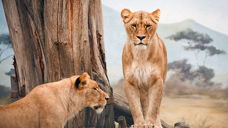 nature, animals, lion, big cats, HD wallpaper